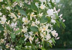 white flowers are blooming on the tree outside