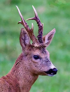 a close up of a deer with antlers on it's head and green grass in the background