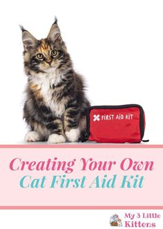 a cat sitting next to a first aid kit with the title creating your own cat first aid kit