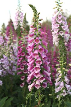 North Facing Balcony, Trumpet Flowers, Climbing Hydrangea, Hosta Plants, Cottage Garden Design, Cottage Garden Plants, Border Plants, Pretty Plants, Shade Plants