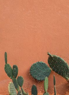 two green cactus plants next to each other on a brown surface with red wall in the background