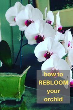 white orchids with the words how to rebloom your orchid on it's side