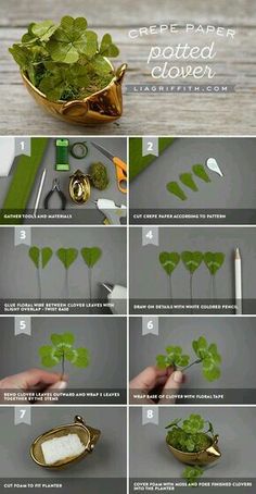 the steps to make a potted clover plant