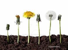 four different types of flowers growing out of the ground with dirt in front of them