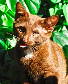 a brown cat sitting on top of a lush green leaf covered ground next to plants