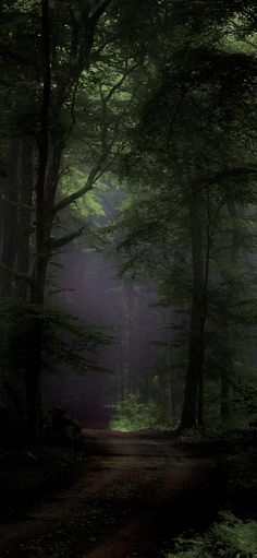 a dirt road in the middle of a forest