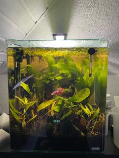 a fish tank filled with plants and water