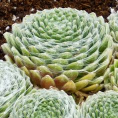 a close up of a cactus plant with frost on it