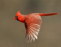 a red bird is flying in the air