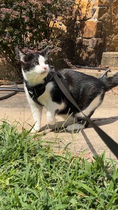 a black and white cat wearing a leash