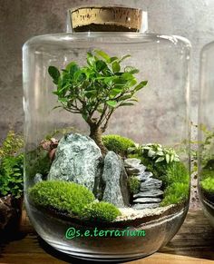 two glass vases filled with plants and rocks