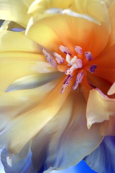 an orange and blue flower with white stamens