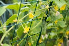 cucumbers growing on the side of a wire fence with yellow flowers in the foreground