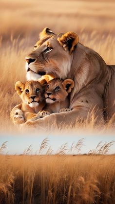 two adult lions cuddle with their cubs in the tall grass