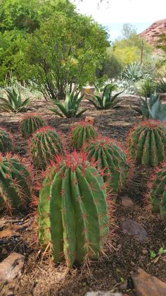 many green cactus plants with red flowers in the dirt