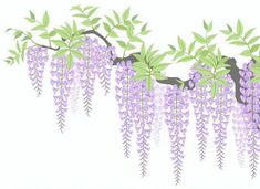 purple flowers are hanging from the branches of a tree in front of a white background