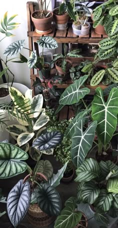 many different types of plants in pots on a shelf