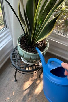 a potted plant sitting next to a blue watering can