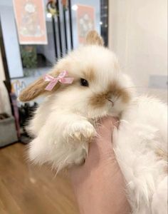 a person holding a small white rabbit in their hand with a pink ribbon on it's head