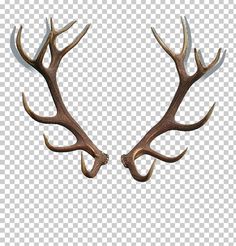 two deer antlers are facing each other with their horns spread out to the side