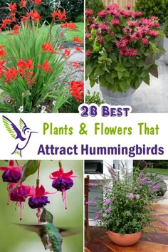 flowers that attract hummingbirds are the best plants for hummings and hummingbirds