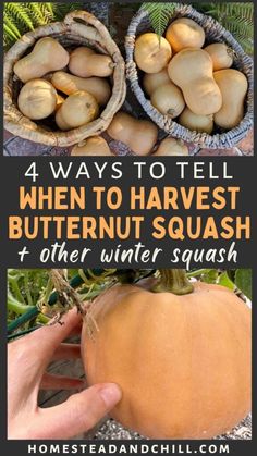 the four ways to tell when to harvest butternuts squash and other winter squash