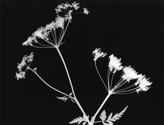 some white flowers on a black background