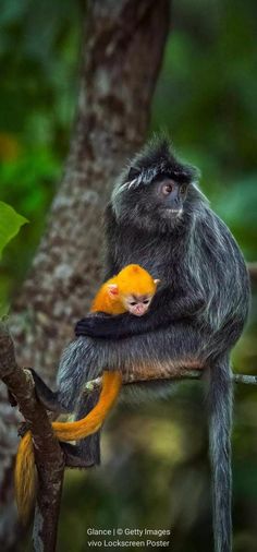 a monkey is holding its baby on a tree branch