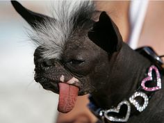 a hairless dog with its tongue hanging out is wearing a collar that has hearts on it