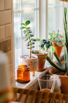 several potted plants sit on a window sill