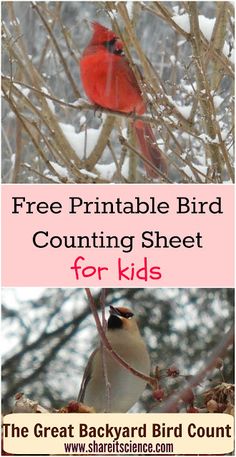 Free Bird Counting Tally Sheet for Kids Great Backyard Bird Count