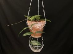 a potted plant hanging from a chain on a black background with green leaves in it