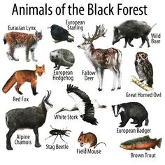 an animal poster with different types of animals and their names on it's white background