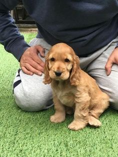 a person sitting on the ground petting a small dog