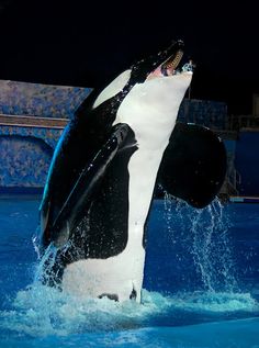 an orca jumping out of the water at night