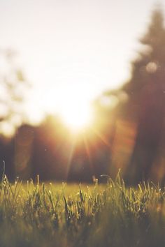 the sun is shining brightly over some grass