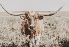 a cow with large horns standing in the middle of a field