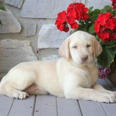 a yellow labrador puppy laying on a wooden deck next to red flowers and potted plants