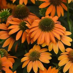 many orange flowers with green leaves in the middle and yellow petals on each flower head