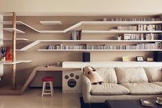 a dog sitting on the back of a couch in front of a bookshelf