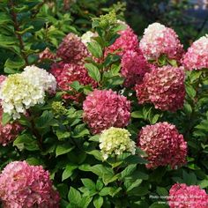 pink and white flowers are blooming in the garden