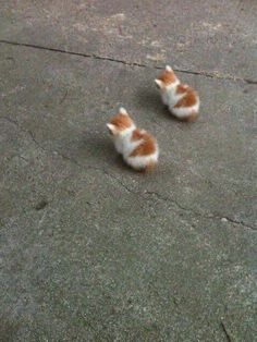 two small kittens are sitting on the ground together, one is orange and white