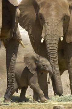 two adult elephants and one baby elephant walking together