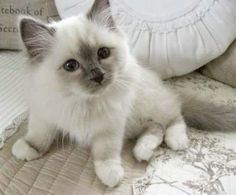 a small white kitten sitting on top of a bed