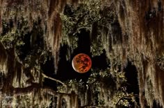 a full moon is seen through the branches of trees covered in moss and spanish moss