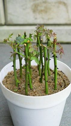 a small potted plant with green stems in it's center and dirt on the ground