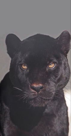 a close up of a black panther on a white background with the caption's name below it