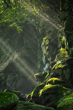 sunbeams shine through the trees and over rocks in a green forest filled with mossy rocks