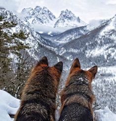 two dogs sitting in the snow looking at mountains