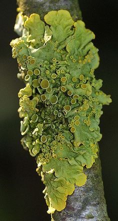 a tree branch with green and yellow moss growing on it